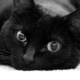 LearningC Avatar