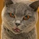 grisumbras Avatar