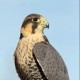 user avatar image for Jorgen
