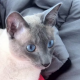 FabPelletier Avatar