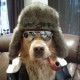 skynyrd Avatar