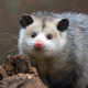 Profile picture of CBD Possum Control Adelaide
