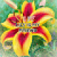 Sarah Iveson profile picture
