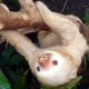10ToedSloth Avatar
