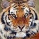 albieback Avatar