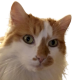 Kafin Avatar