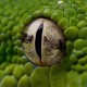 adam Avatar