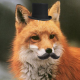aProperFox Avatar